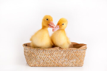 Small ducklings in a wicker basket on an isolated background.