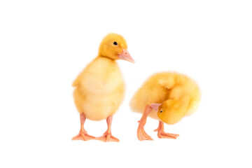 Two small ducklings stand on a white isolated background.
