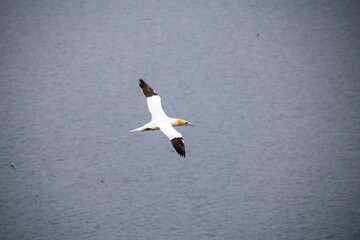 Helgoland Basstölpel