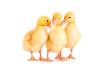 Three little ducklings huddled together on a white background.