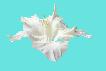 part of a beautiful white flower on a bright background