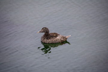 Fototapeta premium Ente