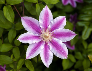Blooming clematis pink champagne,climbing perennial plant of the buttercup family.