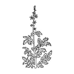 Common agrimony, isolated on white element, vector illustration.