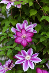 Blooming clematis Vill de Lyon,climbing perennial plant of the buttercup family.