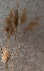Soft, fluffy dry inflorescences of grass. Trend. Interior. Gray abstract wall background. Dry plants in the interior