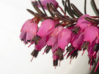 Erica Blossom, Heidekraut (genus Erica)