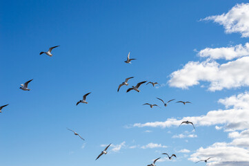 Seagulls at the Baltic Sea