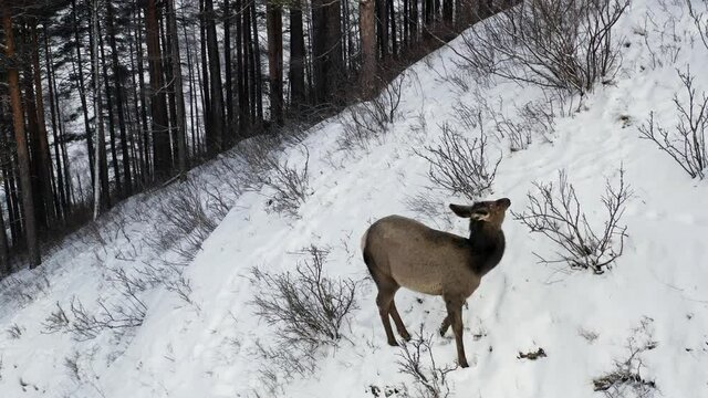 A baby wild maral grazes in the forest in winter.