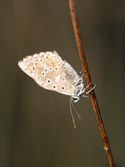 Mariposa posada en una rama