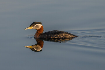 Red-necked Grebe 