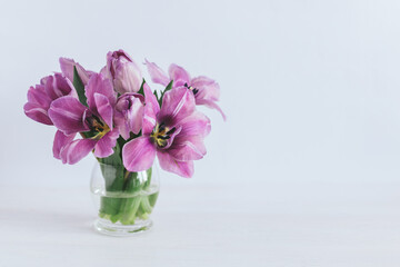 Tender violet tulips in a vase on a white wooden background. Greeting card for Women's day.