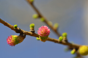 The perfect time for spring bloom