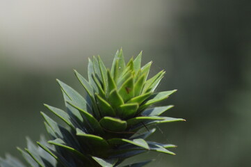 Blume