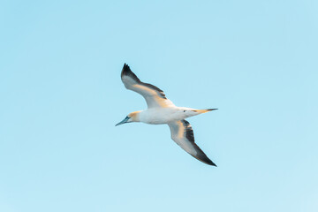 Fototapeta na wymiar Flying gannet on blue sky. Wild animal photography