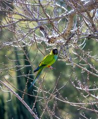 Spring buds on trees Nanday Conure Parrot Parakeet sitting in trees 
