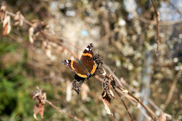 close up of a brown and orange peacock butterfly
