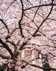 Detail of cherry blossom in London