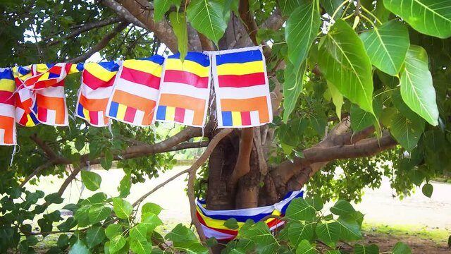 Flags of Buddhism on the sacred tree. Sri Lanka, Polonnaruwa