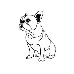 sad dog bulldog looking into the distance