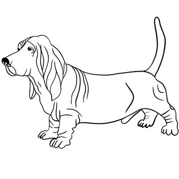 beautiful hunting dog sketch illustration