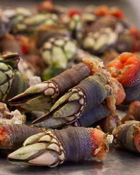 Percebes reci&eacute;n cocidos