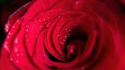 Water drops on the petals of a red rose macro photo top view. Bright abstract background from rose flower close up. Texture with rose inflorescence.
