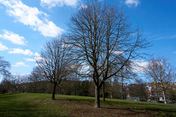 beautiful green landscape with trees under blue sky in sunshine