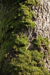 natural background. intricate pattern of tree bark.