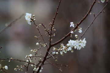 branch of a tree