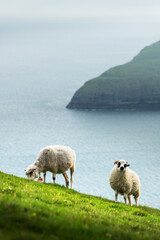 Naklejka premium Morning view on the summer Faroe islands with two sheeps on a foreground. Streymoy island, Denmark. Landscape photography