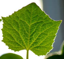 Green cucumber seedling leaf against the sun. Detail. Close up. Macro. Selective focus.