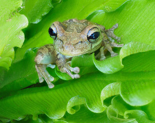 Focus Stacked Image of a Cuban Tree Frog on a Exotic Fern