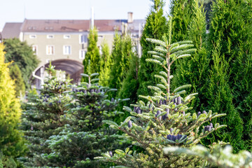 A spruce tree plantation with purple cones surrounded by thuja against the backdrop of a classic building.