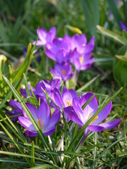 Fototapeta premium Krokusse