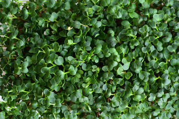 microgreen Foliage Background. Close-up of radish microgreens.Vitamins on windowsill. Vegan and healthy superfood.Spring avitaminosis