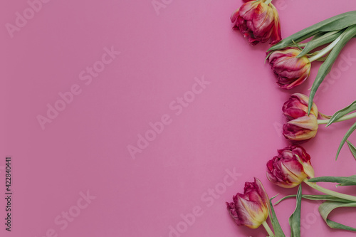 Pink tulips on a pink background with copyspace. Spring concept. Love, mother's day, valentine's day, womens day, birthday greetings.