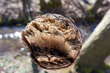 close up of a broken branch