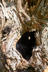 close up of a beautiful tree with a funny shape