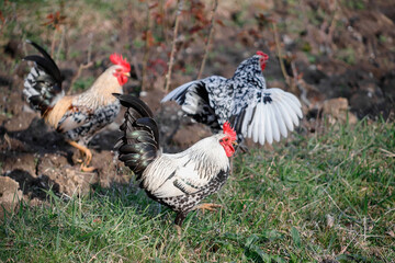 Beautiful Roosters and chickens, walking around the clearing.
