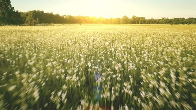 Aerial timelapse of summer sun field with flowers. Nobody nature landscape. Green grass valley. Spruce and leaf forest. Rural wildflowers dale. Cinematic drone fly over countryside wild floral meadow