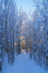 Fototapeta premium Vertical natural winter landscape with passage in forest on a sunny day