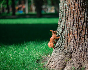 squirrel on a tree