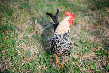 Beautiful Roosters and chickens, walking around the clearing.