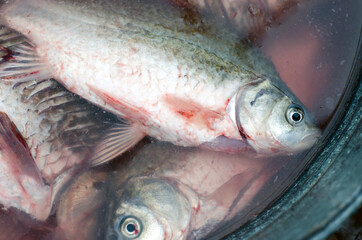 Freshly caught fish in the water. Preparing fish for cooking