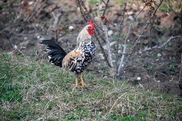 Rooster and free-range chickens. Birds run across the lawn