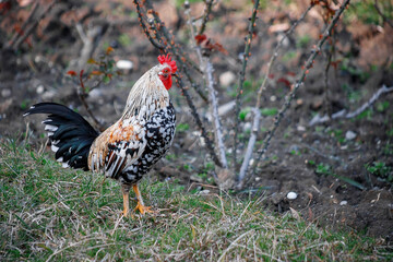 Beautiful Roosters and chickens, walking around the clearing.