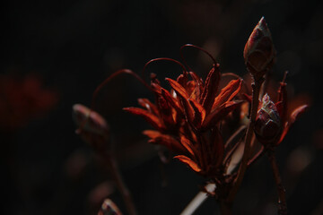 Czerwony kwiat w promieniach słońca © Justyna