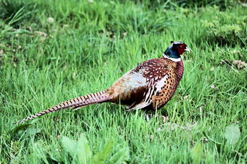 A close up of a Pheasant