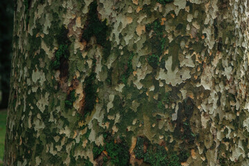 natural background. intricate pattern of tree bark.